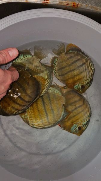 Symphysodon tarzoo "Tefe Green Half Red Spotted Discus" WILD XXL 