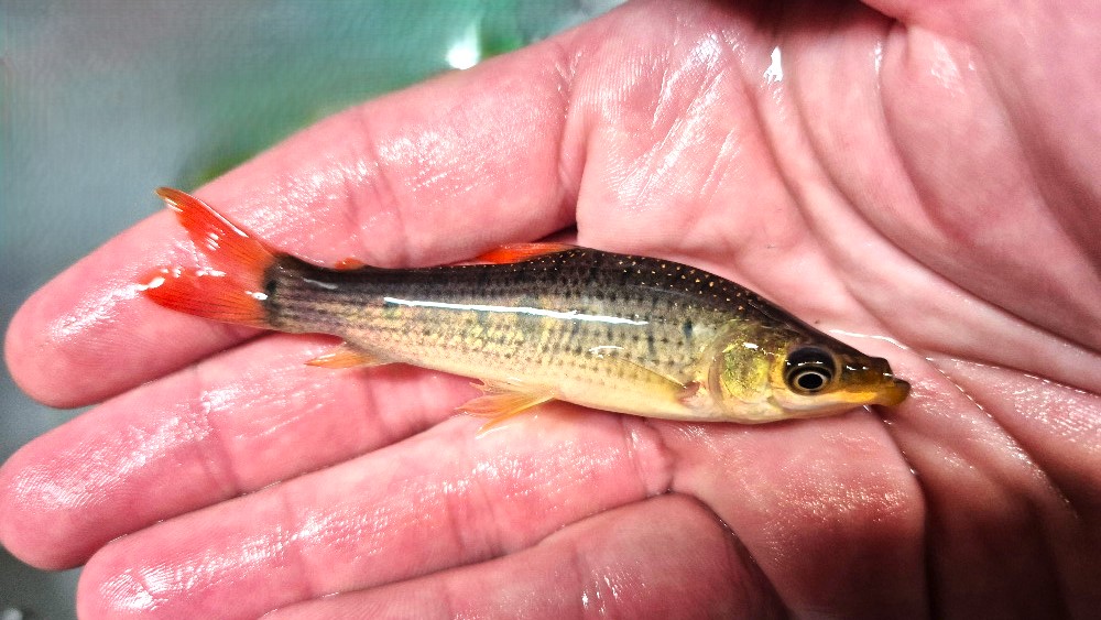 Leporinus brunneus Rio Ventuari Wild
