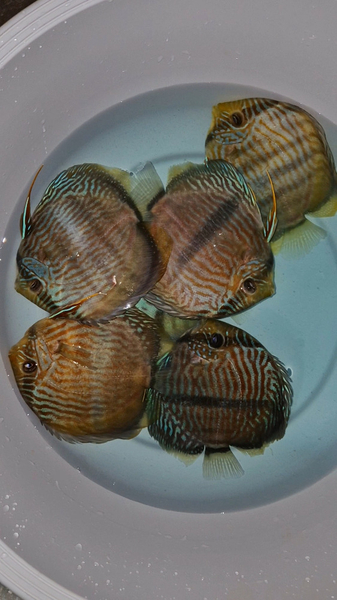 Symphysodon discus "Heckel Blue Face Nhamunda" WILD XXL