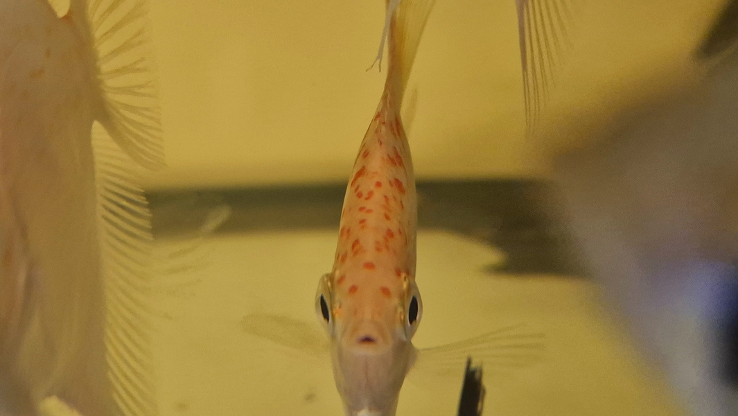 Pterophyllum sp. Essequibo GOLDEN Red Spotted Guyana EU breed NEW M/L 