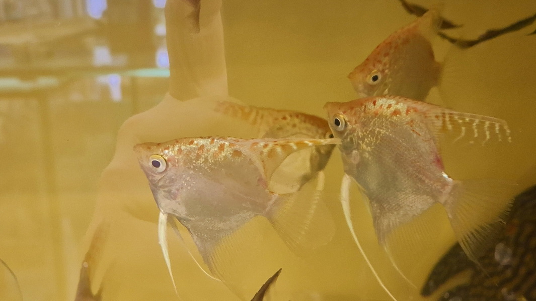 Pterophyllum sp. Essequibo GOLDEN Red Spotted Guyana EU breed NEW M/L 