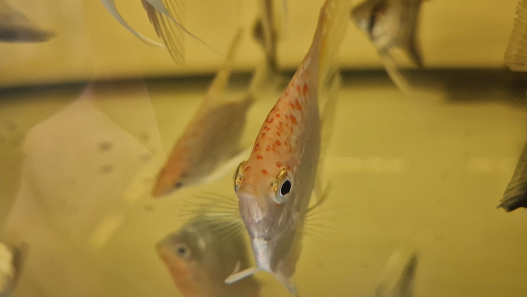 Pterophyllum sp. Essequibo GOLDEN Red Spotted Guyana EU breed NEW M/L 