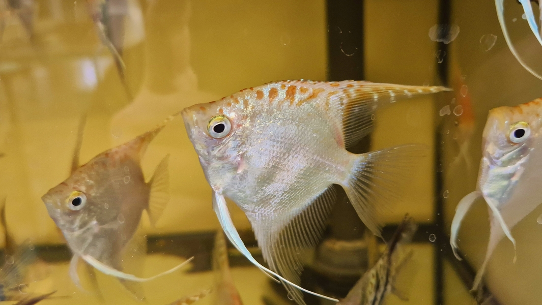 Pterophyllum sp. Essequibo GOLDEN Red Spotted Guyana EU breed NEW M/L 
