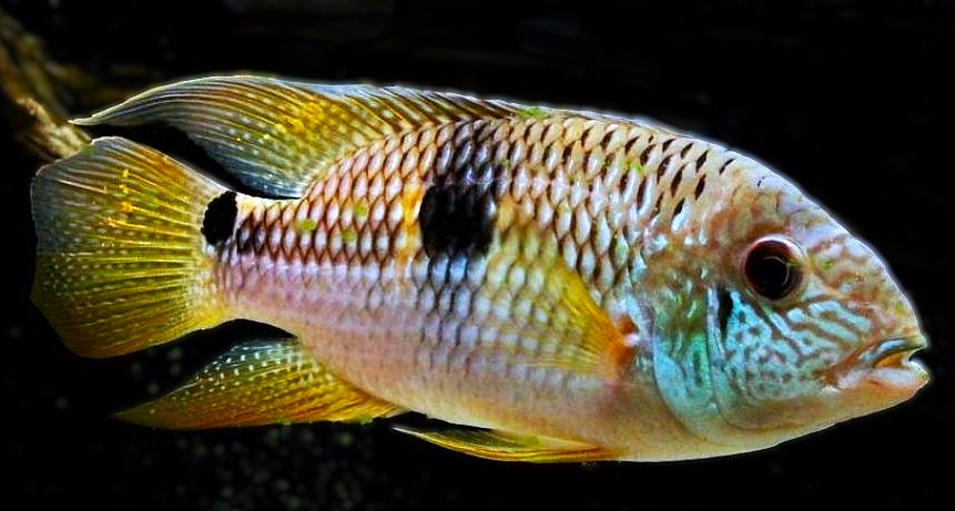 Aequidens diadema Rio Itaya