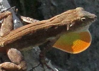 Anolis cristatellus