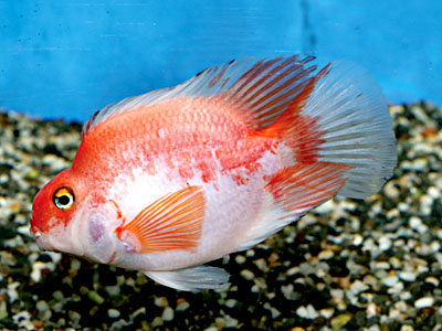 Cichlasoma sp. Parrot White Red 