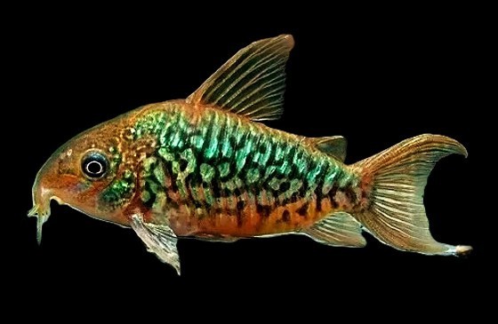 Corydoras pantanalensis WF