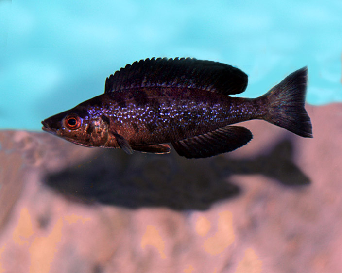 Cyprichromis microlepidotus black