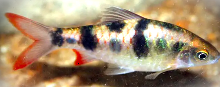 Dawkinsia tambraparniei