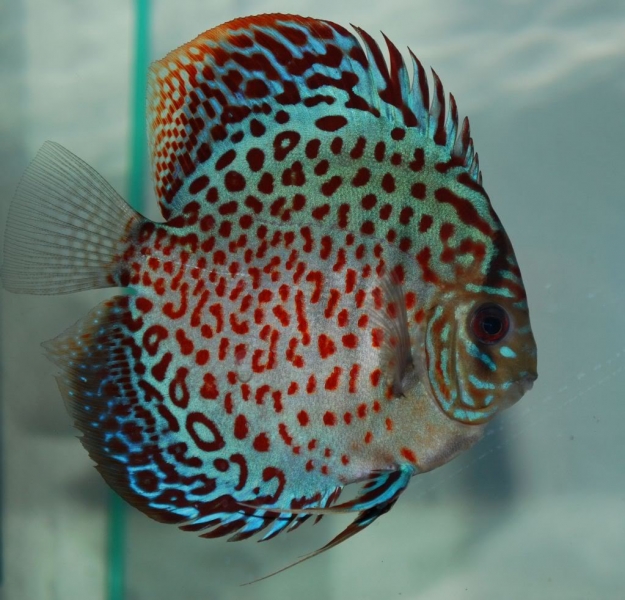 Symphysodon sp. Tefe Green Leopard Red spotted Ring