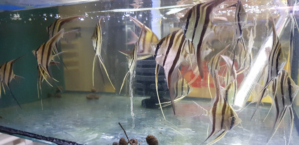 Pterophyllum altum "Orinoco" Wild 