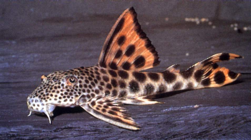 L-075-Ancistomus spec.