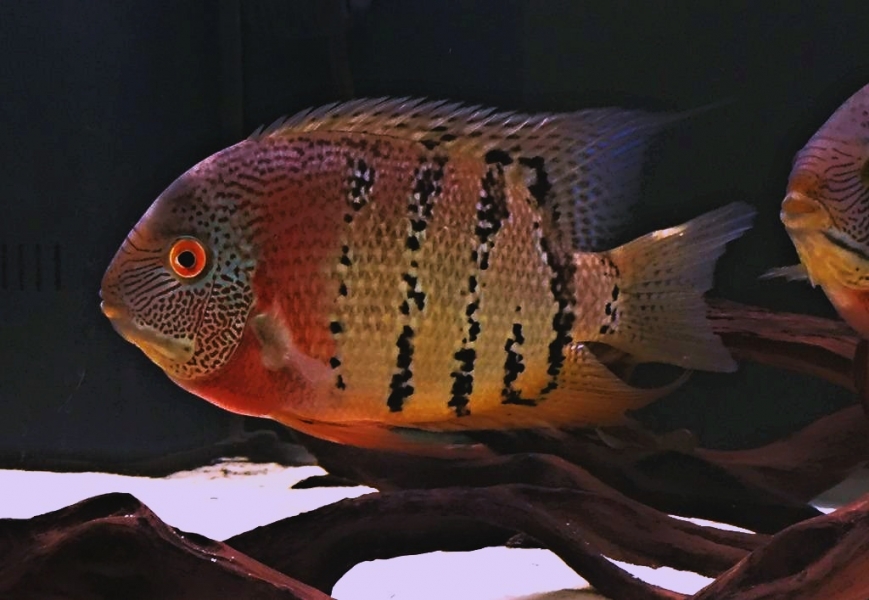 Heros sp. Curare Wild