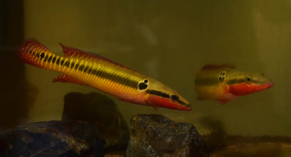 Crenicichla zebrina Wild