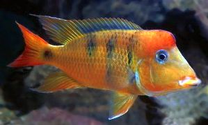 Geophagus pellegrini "Red Type"