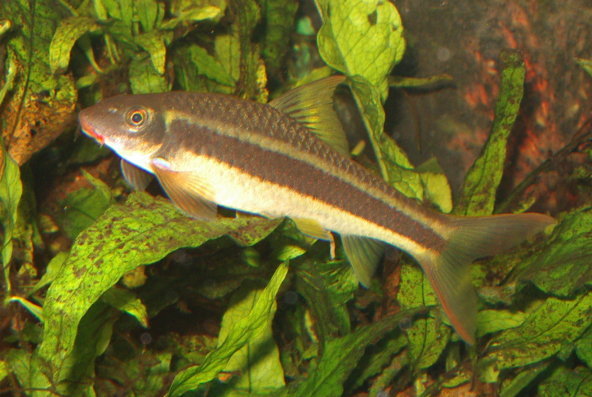 Garra cambodgiensis-algae eater
