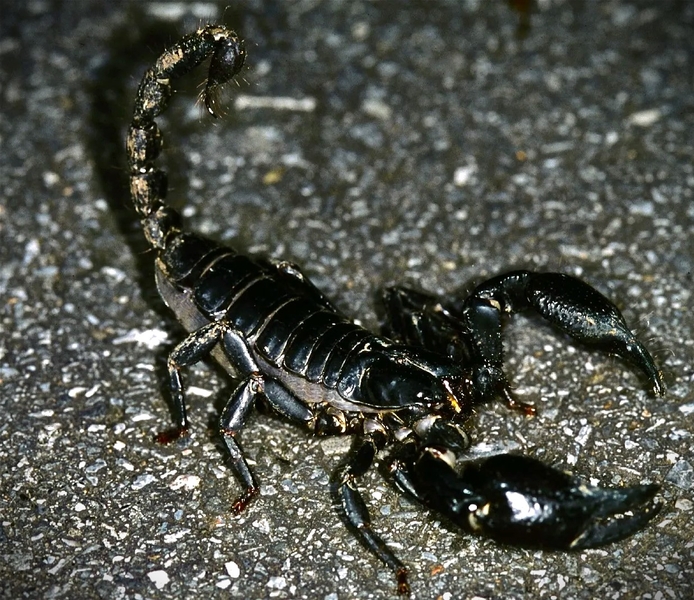 Heterometrus spinifer   