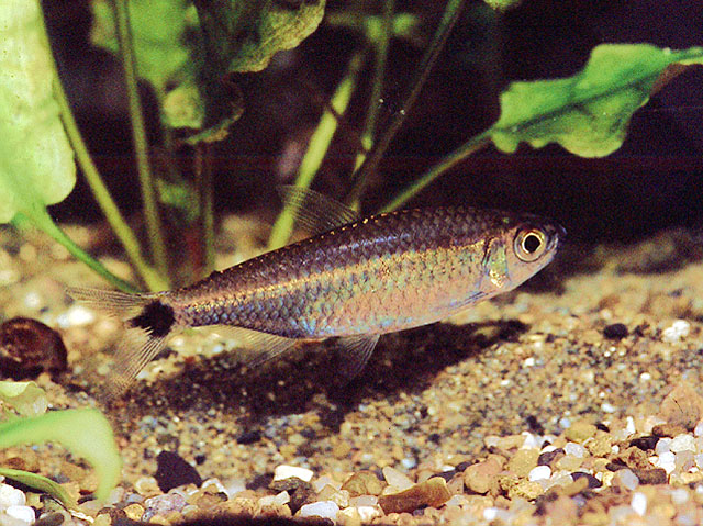 Hyphessobrycon newboldi  