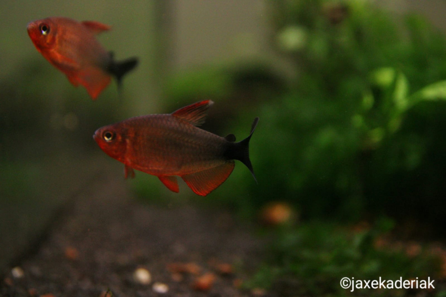 Hyphessobrycon peugeoti CZ breed