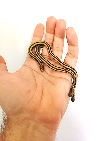 Isopachys gyldenstolpei