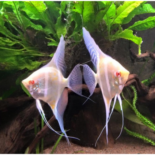 Pterophyllum scalare Rio Jappura Albino