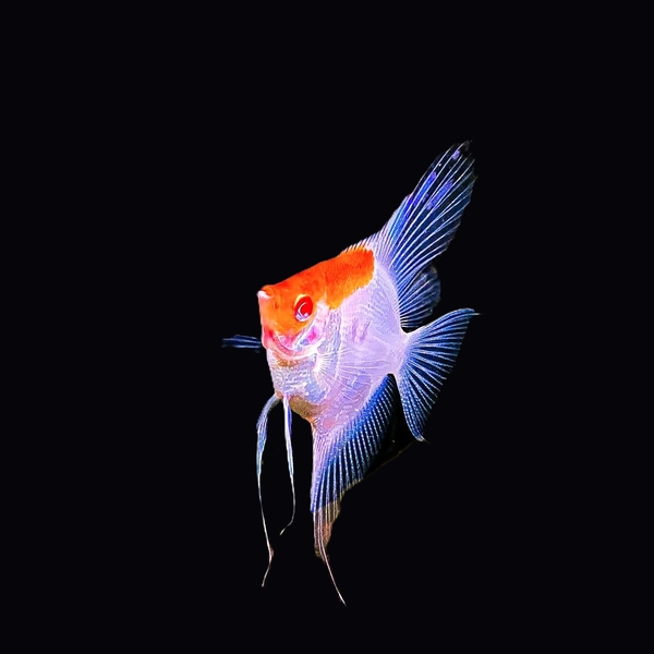 Pterophyllum scalare Koi Albino Red Cap XL