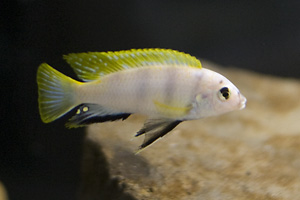 Labidochromis sp. perlmutt