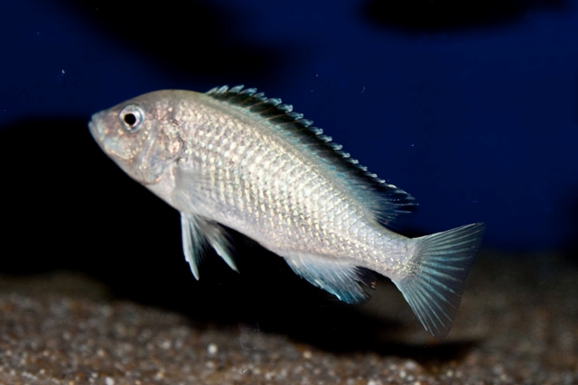 Labidochromis sp. white