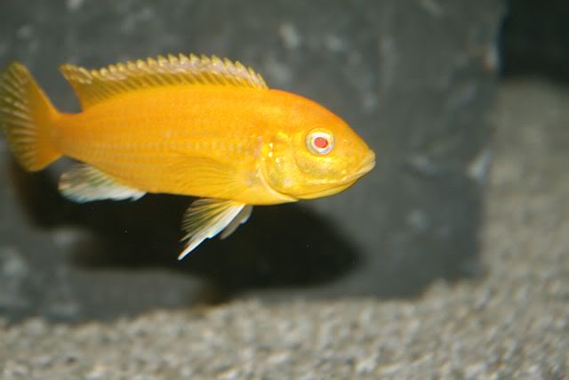 Labidochromis sp. yellow albino