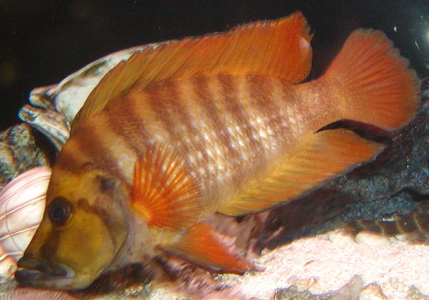 Lamprologus compressiceps - red