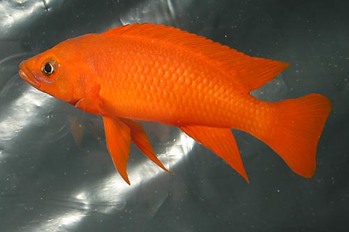 Neolamprologus leleupi orange