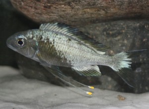 Ophthalmotilapia ventralis /zongwe/