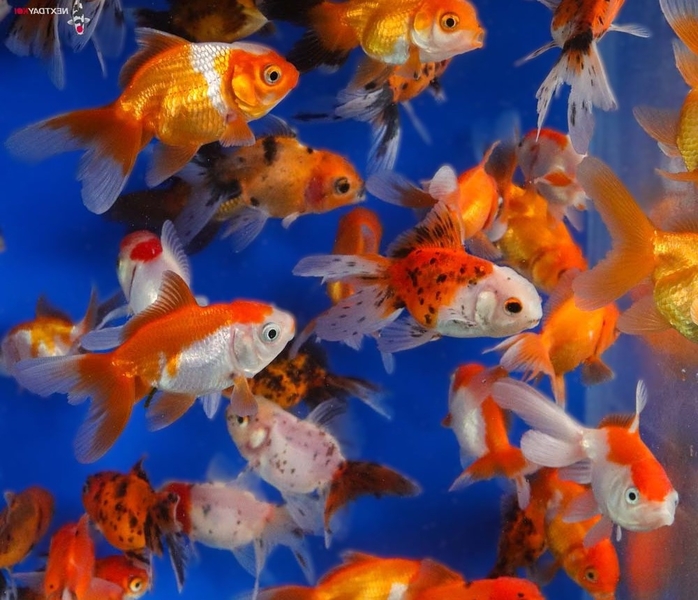 Carassius auratus l.f. Oranda mix CHINA L