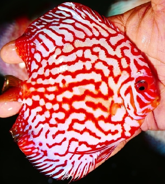 Symphysodon sp. Pigeon Red(China grade AAA) XL