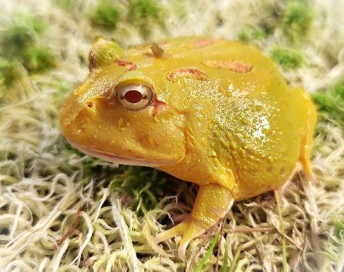 Ceratophrys cranwelli pikachu - Rohatka Cranwellova žlutá