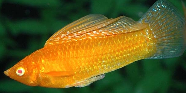 Poecilia latipina Orange