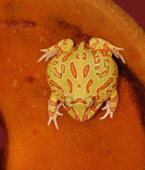 Ceratophrys cranwelli