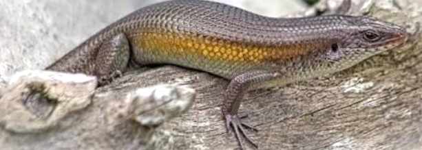 Eutropis rugifera