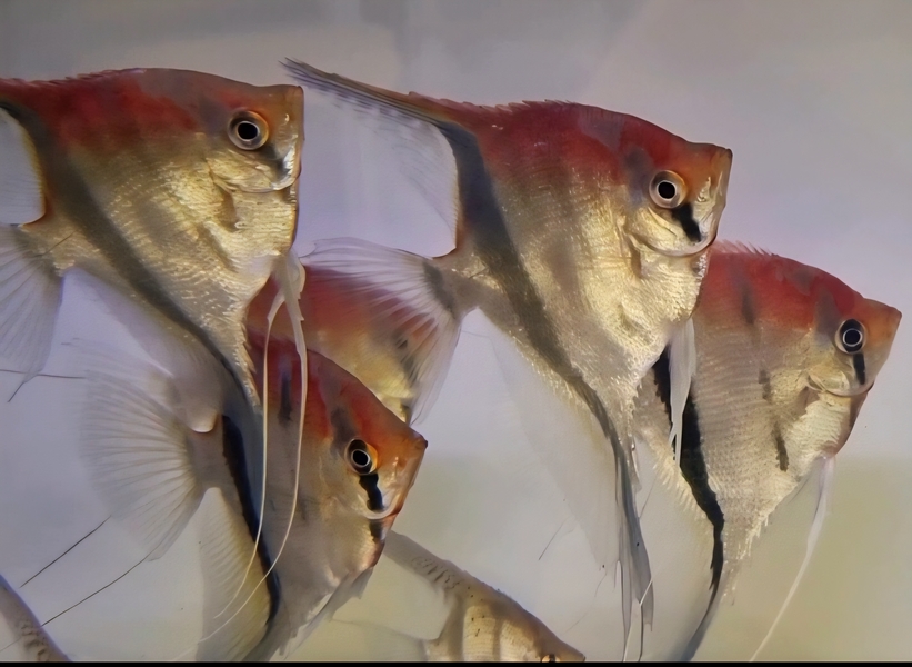 Pterophyllum scalare Manacapuru Red WF XXL