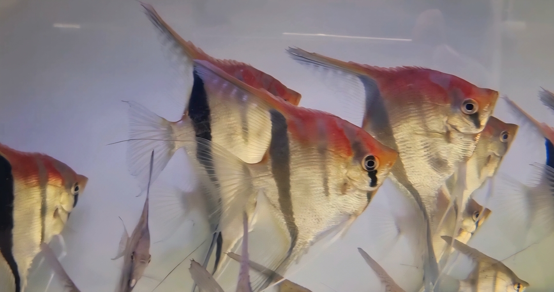 Pterophyllum scalare Manacapuru Red WF XXL