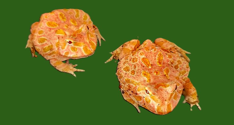 Ceratophrys cranwelli strawberry
