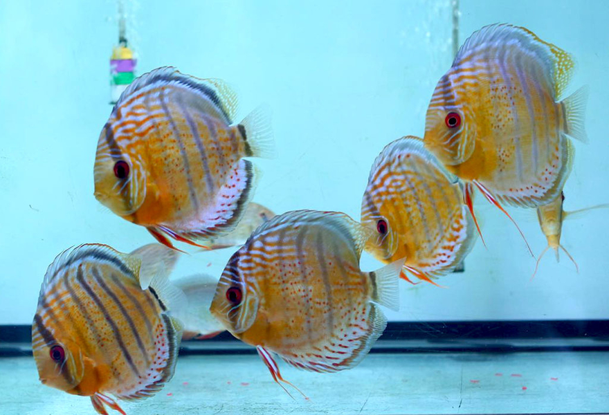 Symphysodon tarzoo "Tefe Green Half Red Spotted Discus" WILD L 