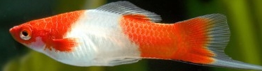 Xiphophorus helleri - Koi-Kohaku  